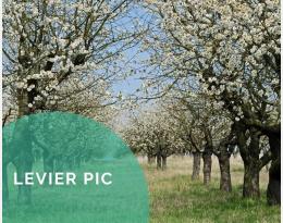 Pratiquer l'enherbement des cultures pérennes : inter-rang, sous le rang ou total