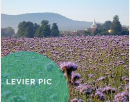 Plantes de couvert d'interculture