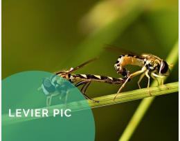 Recenser les populations d'auxiliaires