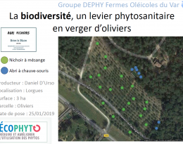 La Biodiversité, un levier phytosanitaire en verger d'oliviers : SUIVIS d'occupation 2019-2020 du verger de Daniel D'Urso, Lorgues (AgriNichoirs)