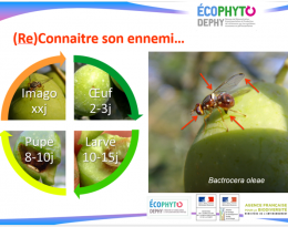 MOUCHE DE L'OLIVE : (re)connaitre son ennemi