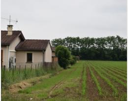 conseil constitutionnel chartes