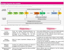 schémas décisionnels