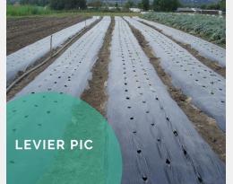 Pratiquer le désherbage par occultation en pré ou post-semis