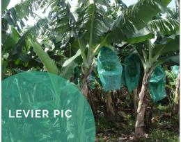 Protéger les fruits ou les grains par des saches ou des gaines