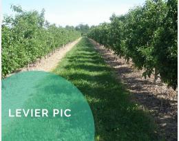 Pratiquer le désherbage mécanique sur la ligne de plantation en cultures pérennes
