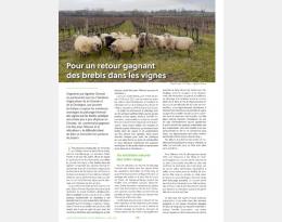 Journée technique pâturage dans les vignes 2021