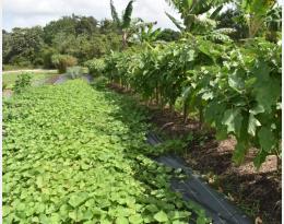 vidéos dephy tropic