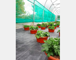 Filets Anti Papillons