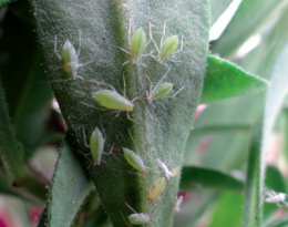 Colonies de pucerons Macrosiphum euphorbiae sur feuille de calibrachoa