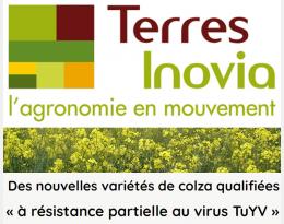 ti_colza-virusTuYV