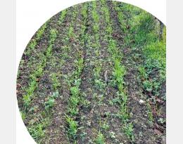 guide engrais verts 2019-2020