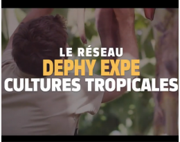 Visuel vidéo cultures tropicales