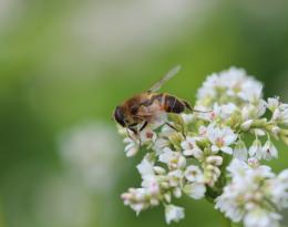 Abeille sur sarrasin