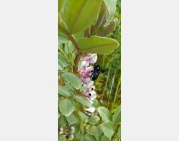 guide engrais verts 2020-2021