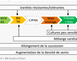 Rés0Pest_Nouzilly_sch déci_JLB_MR