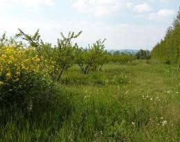 TAB_AGF_Colza_PêcheR