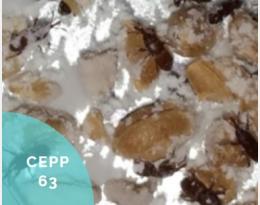 cepp 63
