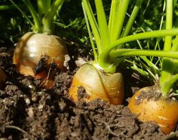 Carottes bio, juin 2020. FRAB AuRA
