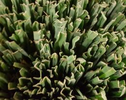 Plants de Poireaux. Frab AuRA