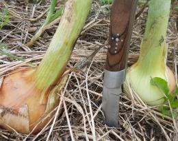 Oignons paillés en non travail du sol, aout 2021. FRAB AuRA