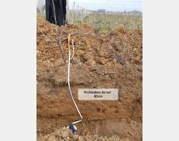 Les points à évaluer avant de se lancer dans les couverts végétaux