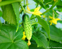 Fiche Pratique Remarquable au Bon repos, FRAB AuRA