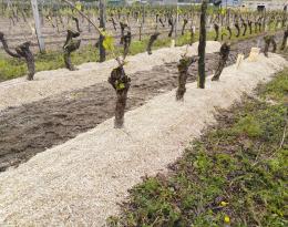 Paillage au miscanthus