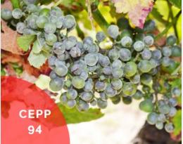 cepp 94