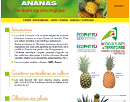 Ananas