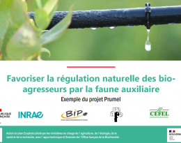 Image présentation PRUMEL