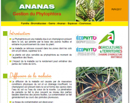Ananas_Phytophtora