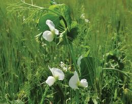 Association céréales protéagineux  Crédit : Arvalis Institut du végétal