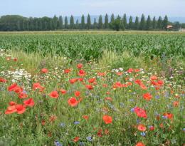Bande fleurie en bordure de parcelle  Crédit : Lukas Pfiffner, FiBL