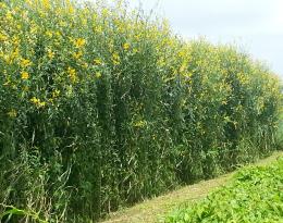   Crotalaria juncea, plante de service, en rotation avec l'ananas  Crédit : Cirad