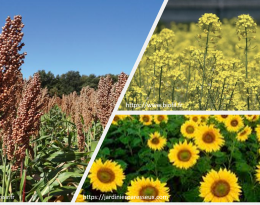   Cultures allélopathiques (sorgho, moutarde brune et tournesol)