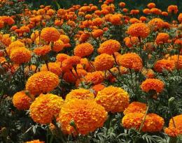   Œillets d’inde assainissants contre les œufs de nématodes avant une culture de rosiers  Crédit : le jardin de ma grand-mère