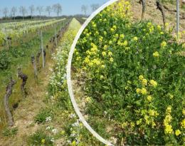   Couvert végétal d’interculture et associé à la vigne  Crédit : Massol T.