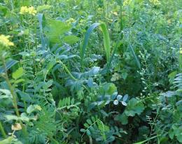 Couvert d'interculture pour limiter les infestations d'adventices  Crédit : Labreuche J.