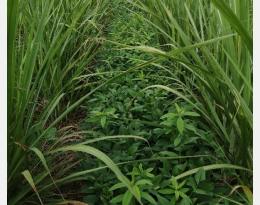   Mélange de voème et crotalaire dans l’inter-rang de la canne à sucre  Crédit : Chetty J.