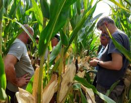 Tour de plaine maïs
