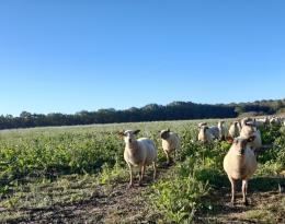 Couverts d'été et couverts relais pour le pâturage des brebis