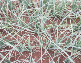 Oignons bio en fin de culture, Juin 2022