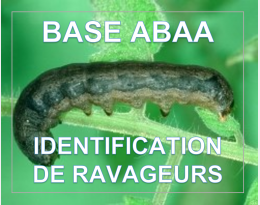 Noctuelle Méditerranéenne