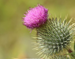 Gestion du chardon en maraichage biologique