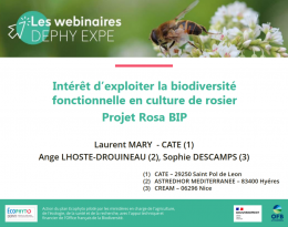 Image présentation ROSA BIP