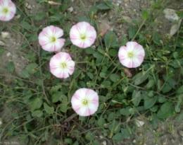 Gestion du liseron en maraichage biologique