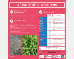 levier mélange d'espèces : méteil grain