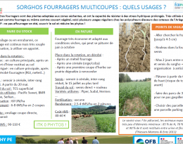 Poster sorghos fourragers 2022