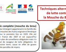 Vignette du document avec une mouche du brou et du texte encadré